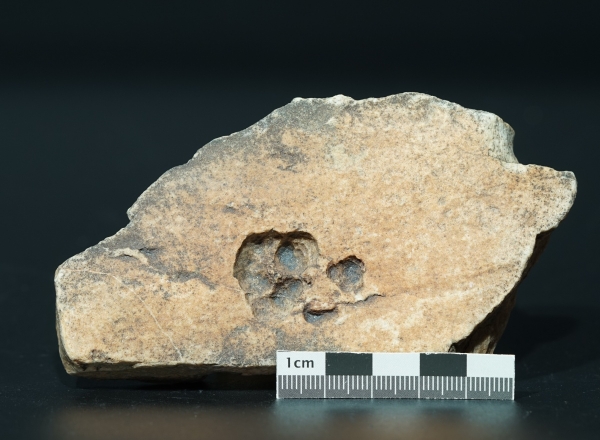 Namacalathus hermanastes | Ediacarium