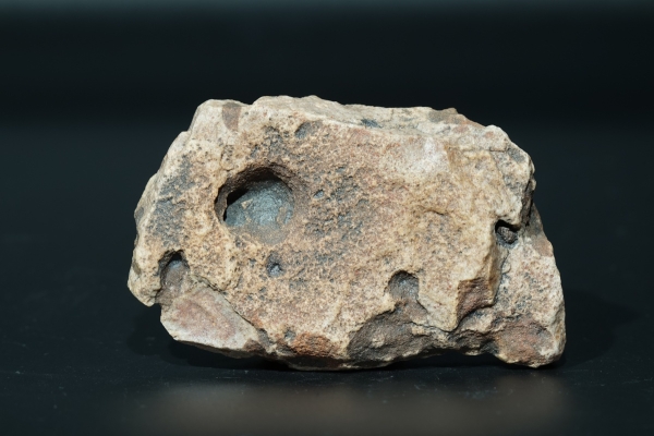 Namacalathus hermanastes | Ediacarium