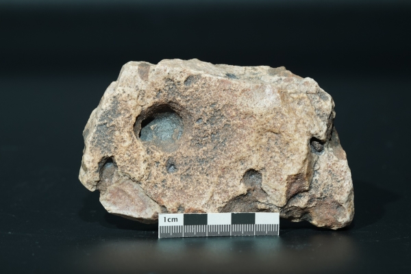 Namacalathus hermanastes | Ediacarium