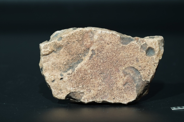 Namacalathus hermanastes | Ediacarium