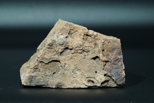 (?)Namacalathus hermanastes | Ediacarium