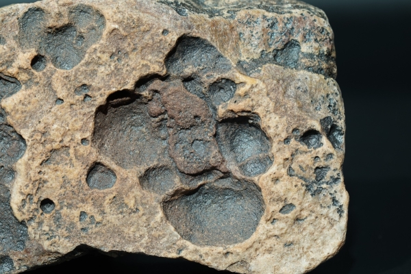 Namacalathus hermanastes | Ediacarium