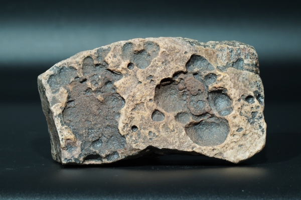 Namacalathus hermanastes | Ediacarium