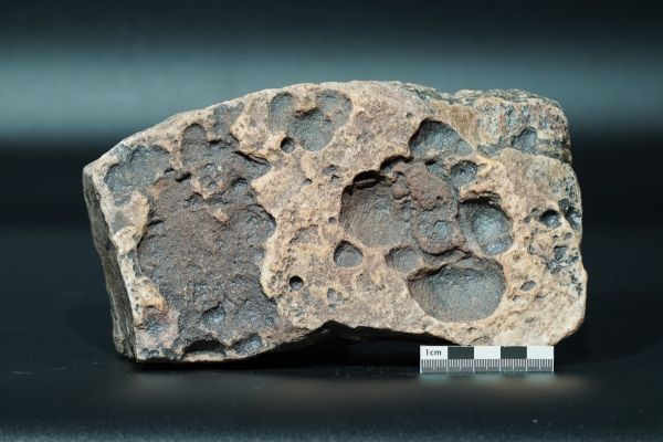 Namacalathus hermanastes | Ediacarium