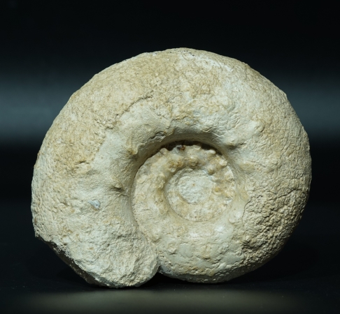 Aspidoceras binodum | Kimmeridgium | Geisingen
