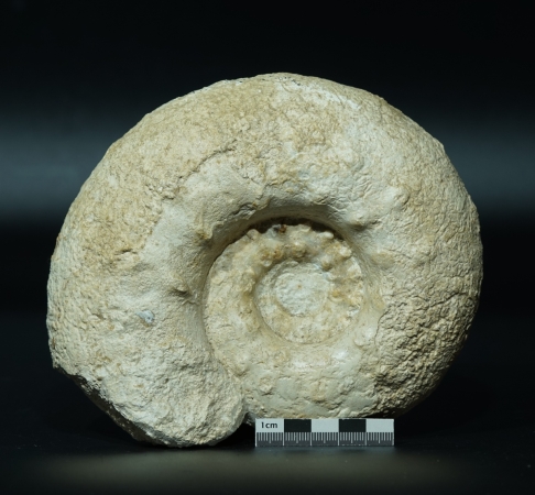 Aspidoceras binodum | Kimmeridgium | Geisingen