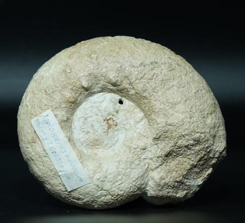 Aspidoceras binodum | Kimmeridgium | Geisingen