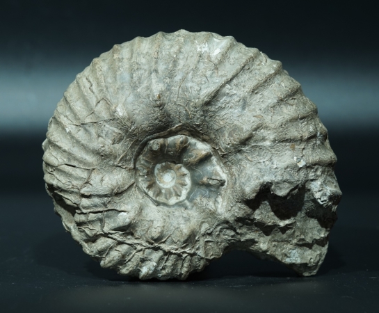 Hoplites sp. | Albium | Courcelles, Troyes