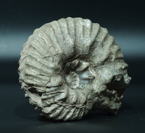 Hoplites sp. | Albium | Courcelles, Troyes