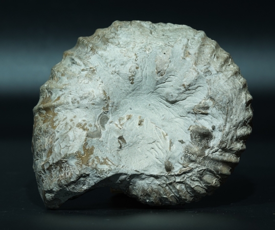 Hoplites sp. | Albium | Courcelles, Troyes