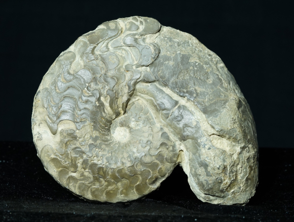 Ceratites dorsoplanus | Muschelkalk | Würzburg