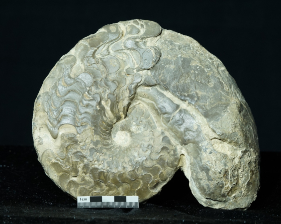 Ceratites dorsoplanus | Muschelkalk | Würzburg