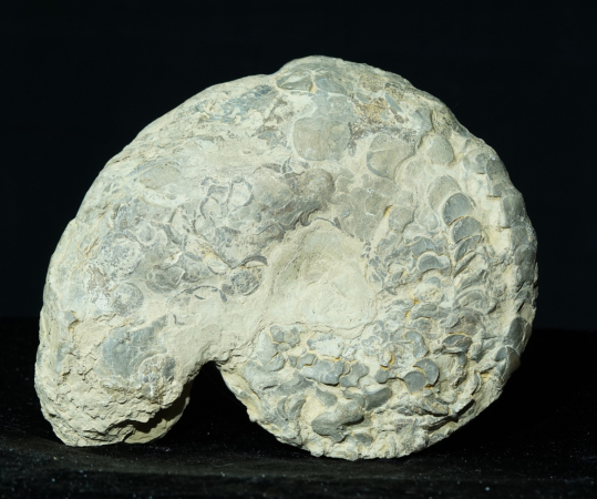 Ceratites dorsoplanus | Muschelkalk | Würzburg