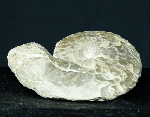 Ceratites dorsoplanus | Muschelkalk | Würzburg