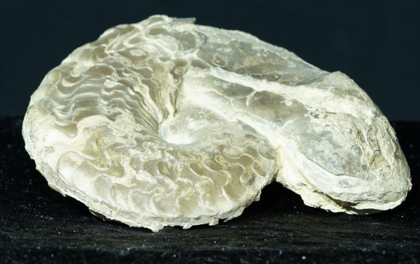 Ceratites dorsoplanus | Muschelkalk | Würzburg