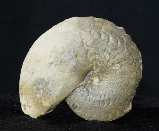 Ceratites dorsoplanus | Muschelkalk | Würzburg