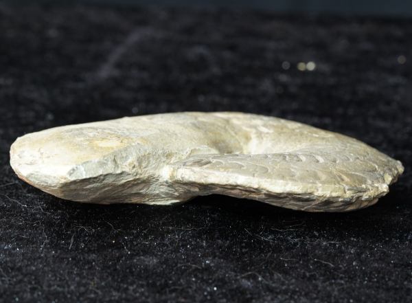 Ceratites dorsoplanus | Muschelkalk | Würzburg
