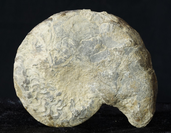 Ceratites dorsoplanus | Muschelkalk | Würzburg