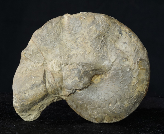Ceratites dorsoplanus | Muschelkalk | Würzburg