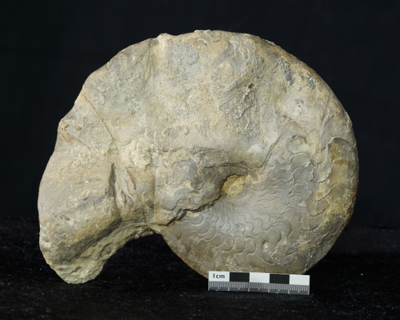 Ceratites dorsoplanus | Muschelkalk | Würzburg