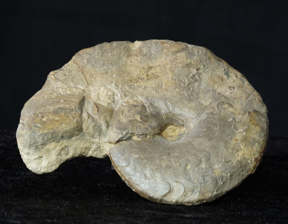 Ceratites dorsoplanus | Muschelkalk | Würzburg