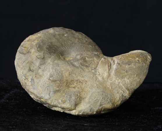 Ceratites dorsoplanus | Muschelkalk | Würzburg