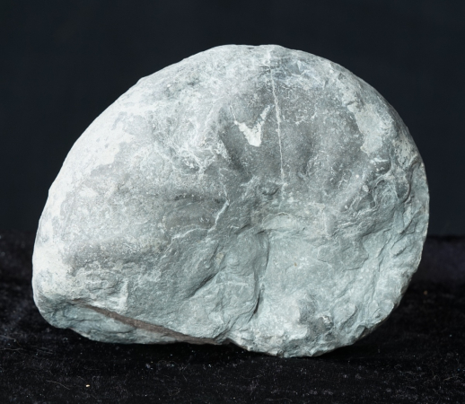 Ceratites nodosus | Muschelkalk | Würzburg