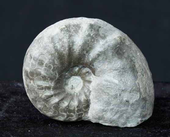Ceratites nodosus | Muschelkalk | Würzburg