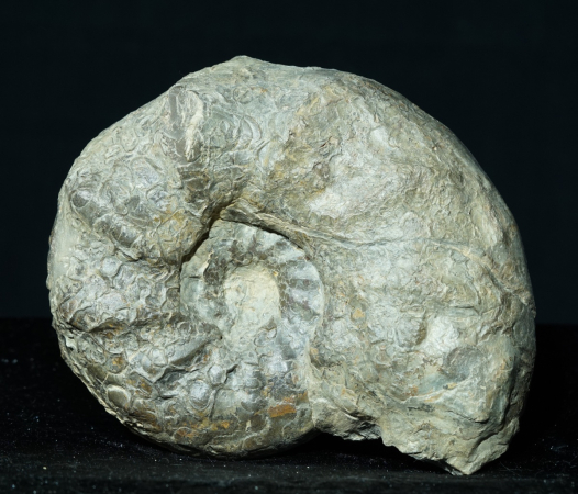 Ceratites nodosus | Muschelkalk | Würzburg
