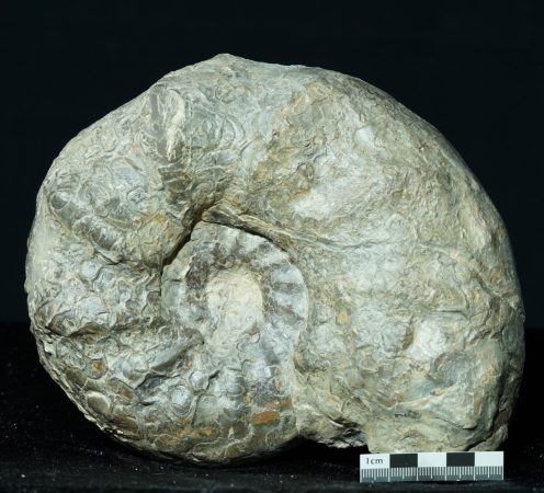 Ceratites nodosus | Muschelkalk | Würzburg