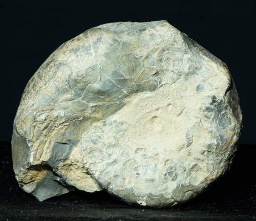 Ceratites nodosus | Muschelkalk | Würzburg