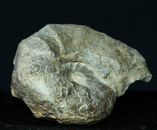 Ceratites nodosus | Muschelkalk | Würzburg