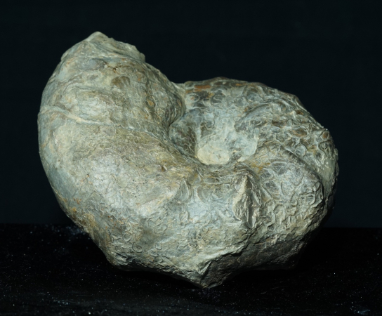 Ceratites nodosus | Muschelkalk | Würzburg