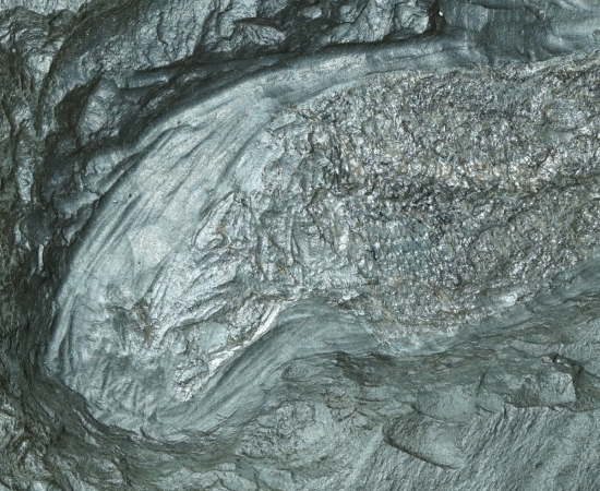 Pholidophorus sp. | Toarcium | Holzmaden