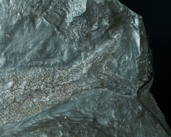 Pholidophorus sp. | Toarcium | Holzmaden