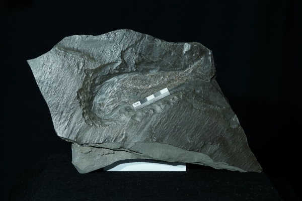 Pholidophorus sp. | Toarcium | Holzmaden