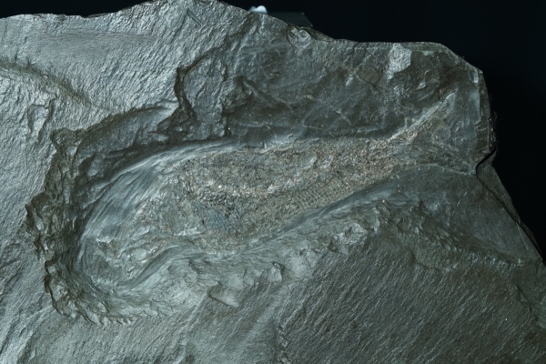 Pholidophorus sp. | Toarcium | Holzmaden