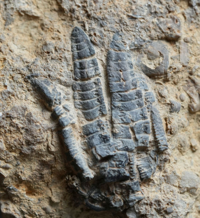 Cupressocrinites crassus | Mitteldevon | Gerolstein