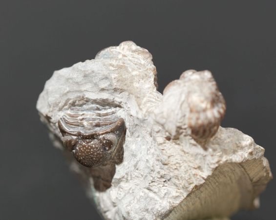 Geesops schlotheimi | Eifelium | Gees