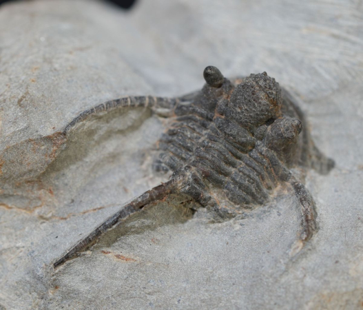 Cyphaspis ceratophthalmus | Eifelium | Gees