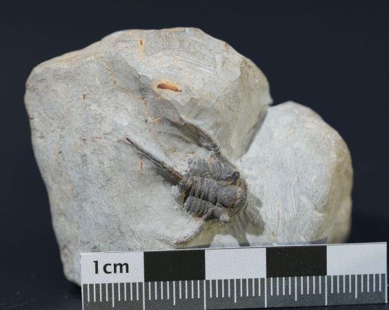 Cyphaspis ceratophthalmus | Eifelium | Gees