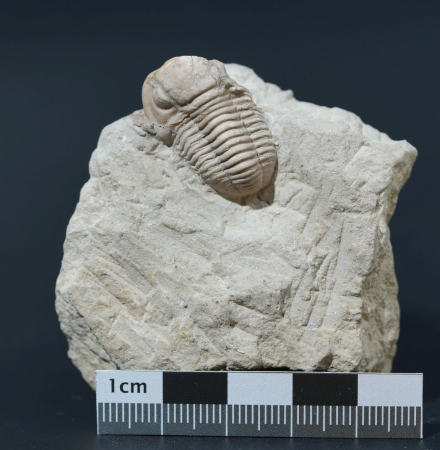 Gerastos cuvieri | Eifelium | Gees