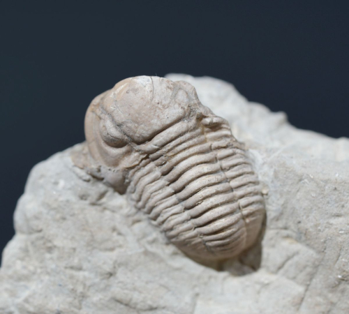 Gerastos cuvieri | Eifelium | Gees