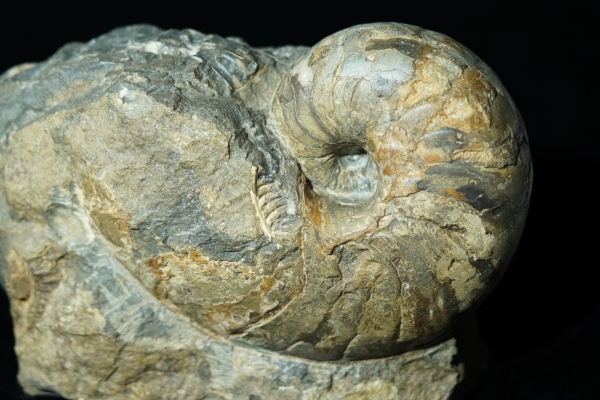 Cenoceras sp. | Sinemurium | Bisingen