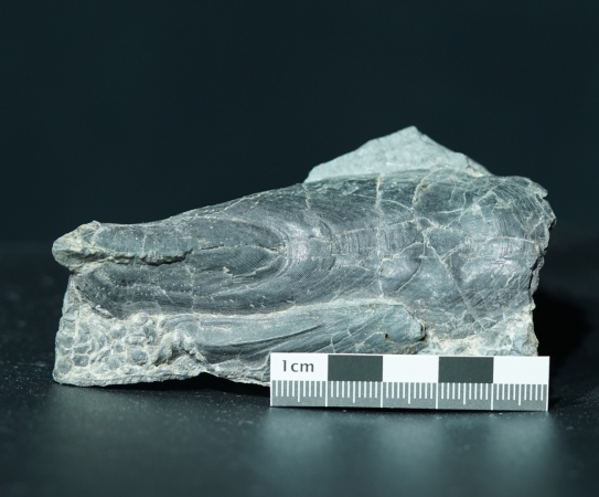 Rhinopteraspis dunensis | Unterdevon | Odenspiel