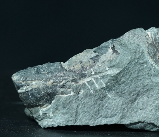 Rhinopteraspis dunensis | Unterdevon | Odenspiel