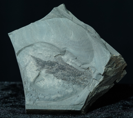 Elonichthys sp. | Rotliegend | Jeckenbach