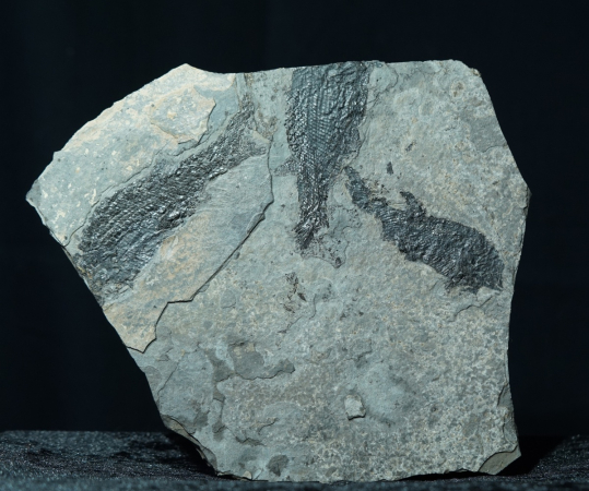 Paramblypterus sp. | Rotliegend | Jeckenbach