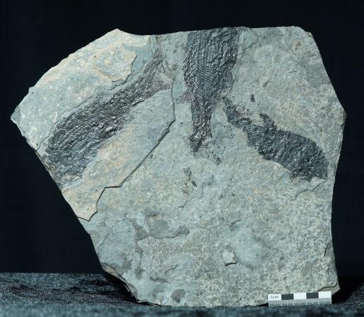 Paramblypterus sp. | Rotliegend | Jeckenbach