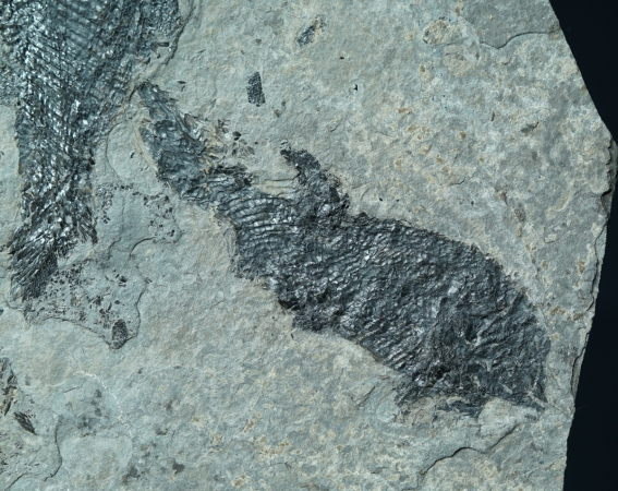Paramblypterus sp. | Rotliegend | Jeckenbach
